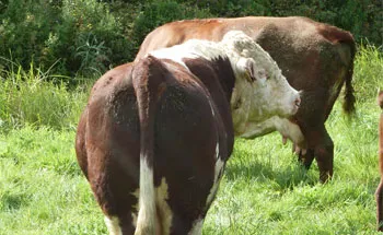 Fat Bottoms are “in” !